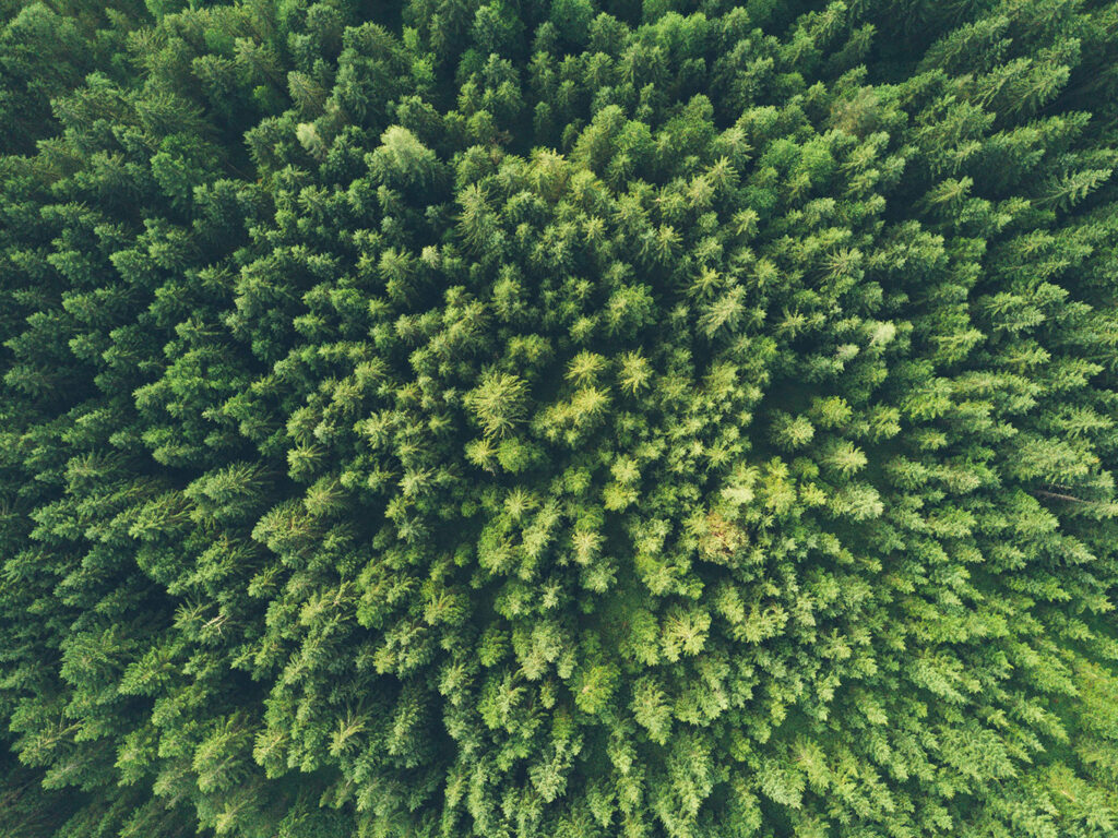 Vue aérienne d'une forêt Image libre de droit