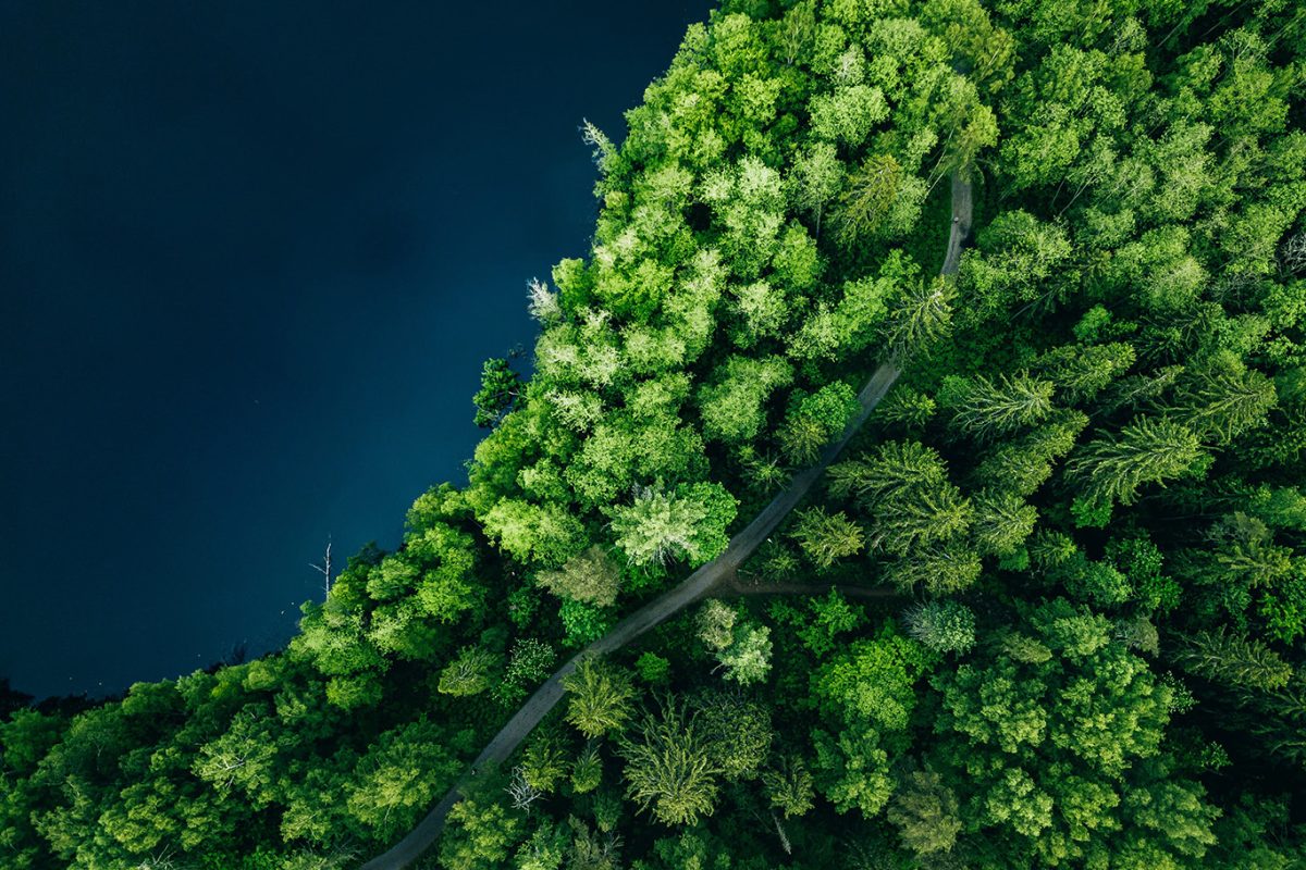 Vue aérienne d'une forêt avec un chemin Image libre de droit